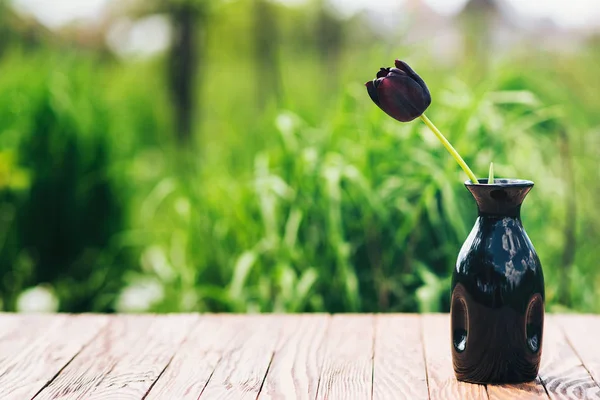 Un tulipán negro en un jarrón exterior . — Foto de Stock