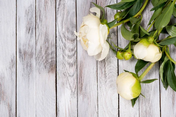 Peonie bianche fiori su assi di legno dipinte di bianco. Posto per il testo. Immagine quadrata. Vista dall'alto . — Foto Stock