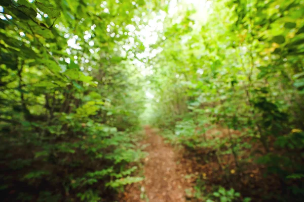 Fond abstrait avec forêt verte floue, arbres et feuilles . — Photo