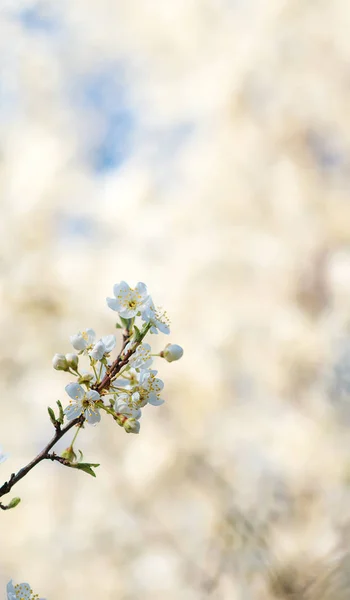 Flores de cerejeira sobre fundo natureza turva. Flores da Primavera. Fundo de primavera com bokeh. — Fotografia de Stock