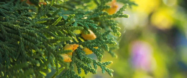 Green thuja tree branches close up over blurred nature background. Spring Background with bokeh. — Stock Photo, Image