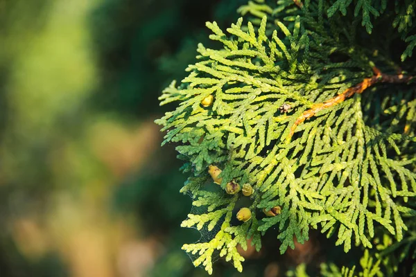 Les branches vertes de thuja se rapprochent sur un fond de nature flou. Printemps Arrière-plan avec bokeh . — Photo