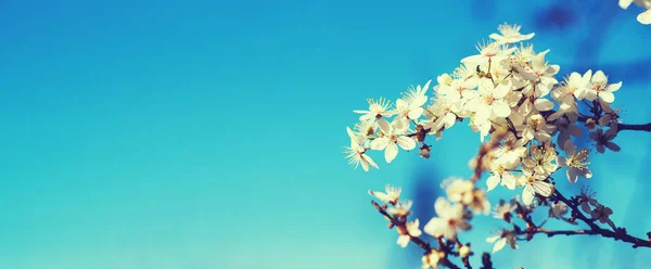 Vita anbud blommande körsbärsträd brunch på en blå himmel bakgrund. Tonas. — Stockfoto