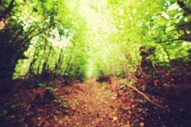 Arka plan bulanık yeşil orman, ağaçlar ve yaprakları.