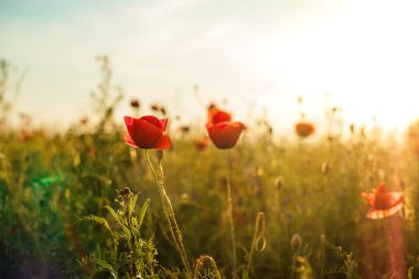 Güzel haşhaş çiçekleri yeşil sahada.