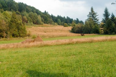 Yaz aylarında güzel dağlar peyzaj.
