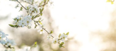 Kiraz ağacı erken ilkbaharda çiçek açmış. Bahar arka plan ile bir bokeh.