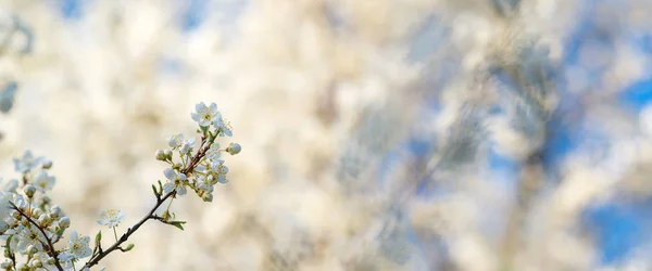 Les cerisiers fleurissent sur fond de nature floue. Fleurs printanières. Fond printanier avec bokeh. — Photo