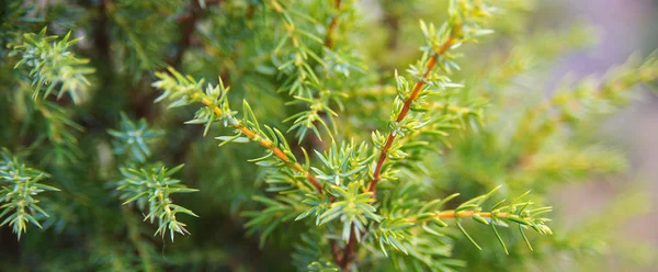 Las ramas brillantes verdes espinosas del abeto o el pino. —  Fotos de Stock