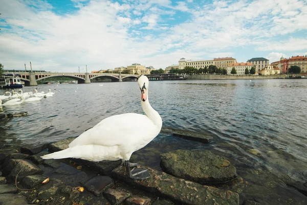 Ein weißer Schwan am Ufer der Moldau. — Stockfoto