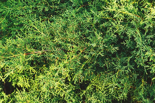 Un thuja vert branches d'arbre gros plan. Fond vert . — Photo