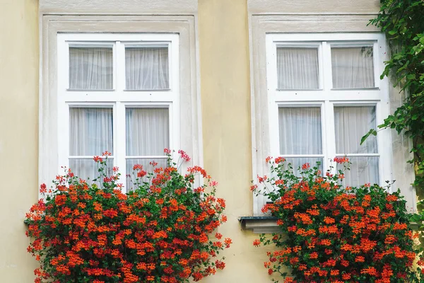 Flowerpot on windows outside in a european town. — Stock Photo, Image