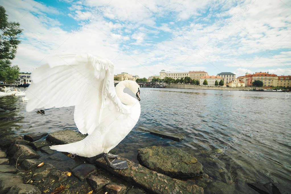 One white swan on riverside of Vltava.