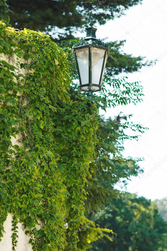 Night street lamp overgrown with green ivy