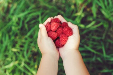 Küçük çocukların elinde olgun Kırmızı Ahududu.