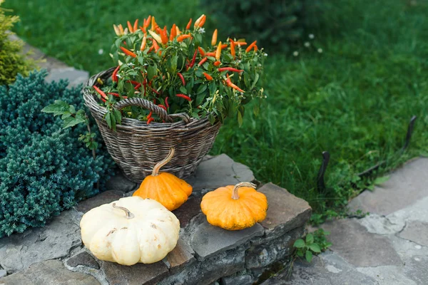 Pequeños pimientos decorativos en maceta, calabazas de colores para jardín, patio o terraza . — Foto de Stock