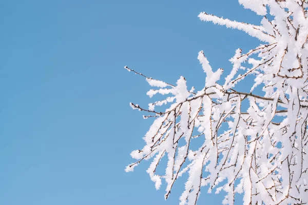 Bevroren takken van de boom op een blauwe hemelachtergrond. Winter achtergrond. Kopiëren van ruimte. — Stockfoto