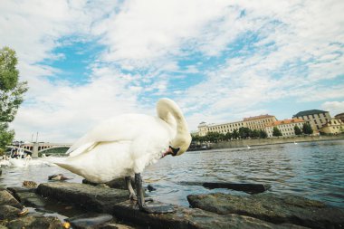 Vltava Riverside'da bir beyaz kuğu.
