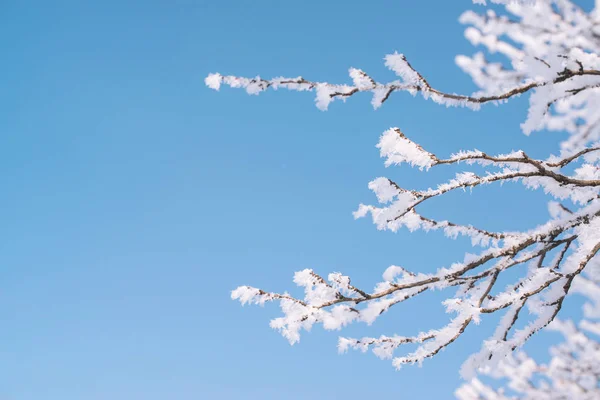 Las ramas congeladas del árbol sobre el fondo azul del cielo. Fondo de invierno. Copiar espacio . —  Fotos de Stock