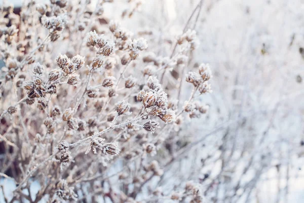 冷冻的植物。冬天背景. — 图库照片