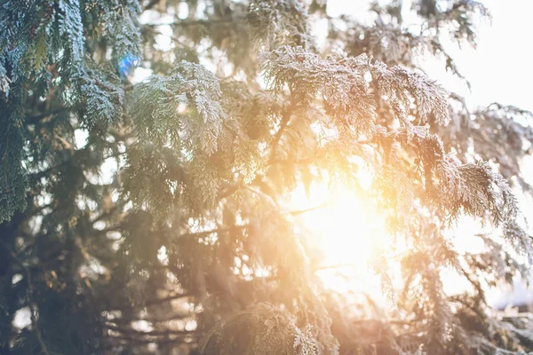 Gefrorene Thuja-Äste. Winterhintergrund. Kopierraum. — Stockfoto