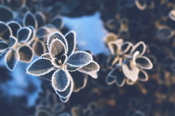 Hojas heladas de invierno —  Fotos de Stock