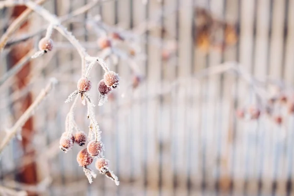 Bevroren planten. Winter achtergrond. Copyspace. — Stockfoto