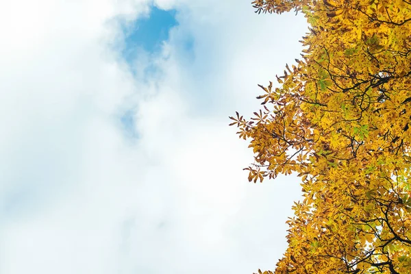 Hojas de otoño con fondo de cielo azul . — Foto de Stock