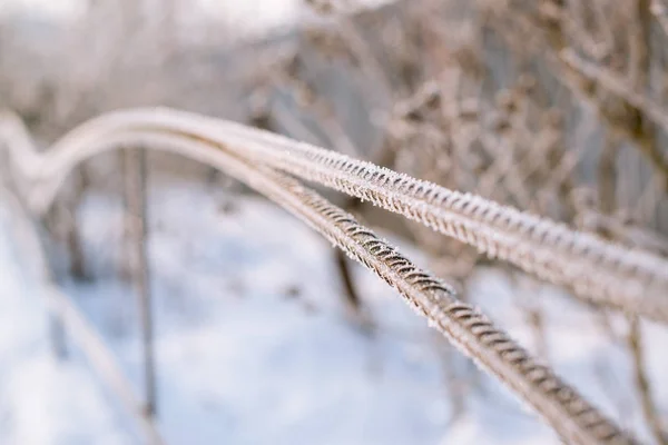 Hek bedekt met vorst in de winter. — Stockfoto