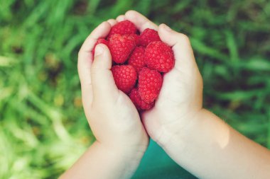 Küçük çocukların elinde olgun Kırmızı Ahududu.