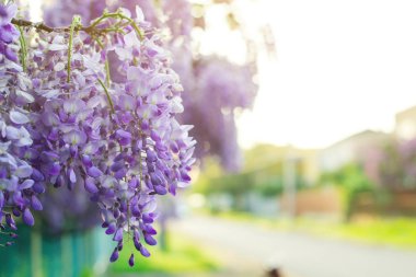 Wisteria çiçekler, çiçek arka plan, boşaltmak