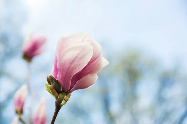 Magnolia kwiat na tle przyrody. — Zdjęcie stockowe