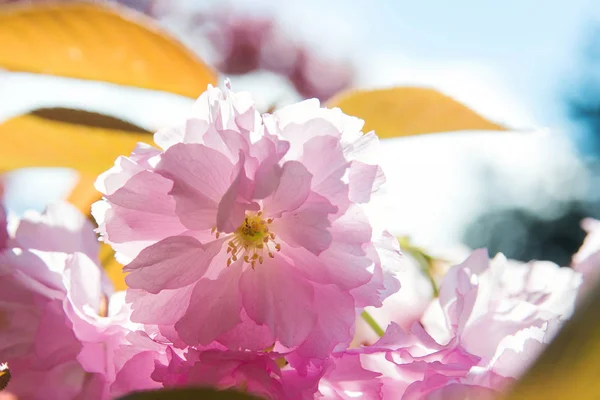 Piękna wiosna tło z różowe kwiaty wiśni zbliżenie . — Zdjęcie stockowe