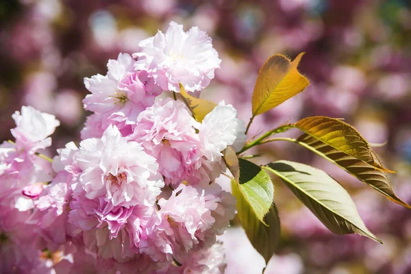 Sakura kwiaty w spring garden. — Zdjęcie stockowe