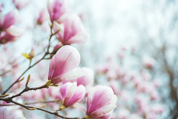 Blommande magnoliaträd på gren över suddig naturliga bakgrund. — Stockfoto
