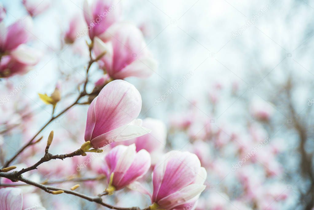 Magnolia blooming tree on branch over blurred natural background.