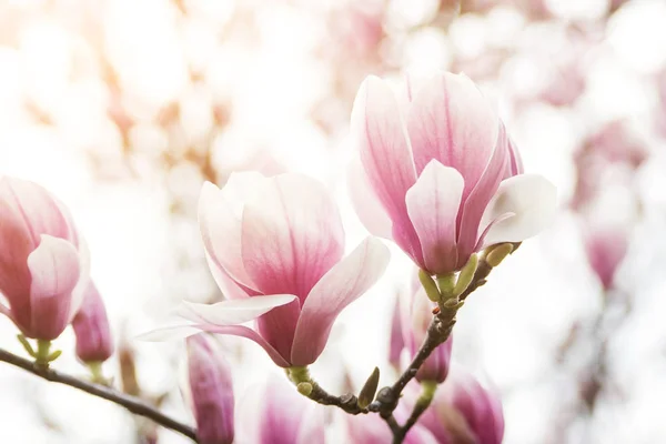 Vackra magnolia blommor på våren, blommig bakgrund — Stockfoto