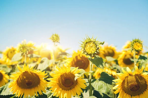 Sonnenblumenfeld bei sonnigem Tag — Stockfoto