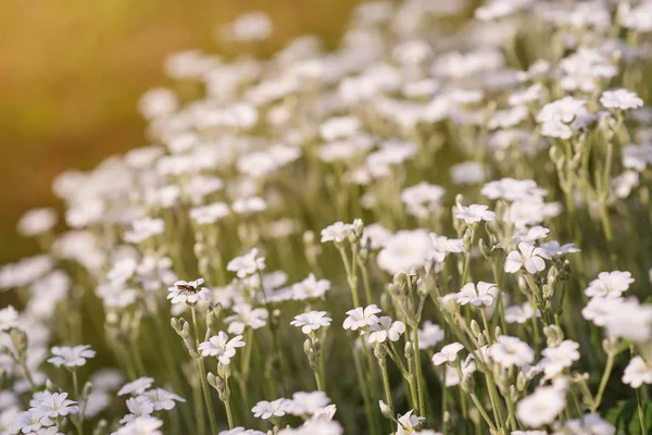 Białe kwiaty dzikiego na tle natura niewyraźne. — Zdjęcie stockowe