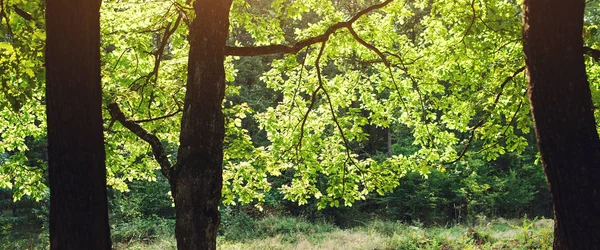 Árboles verdes fondo en el bosque . — Foto de Stock