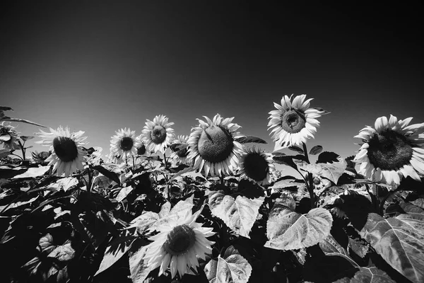Sunflowers field. Black and white image.