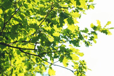 Gökyüzü arka planında yeşil yapraklar.