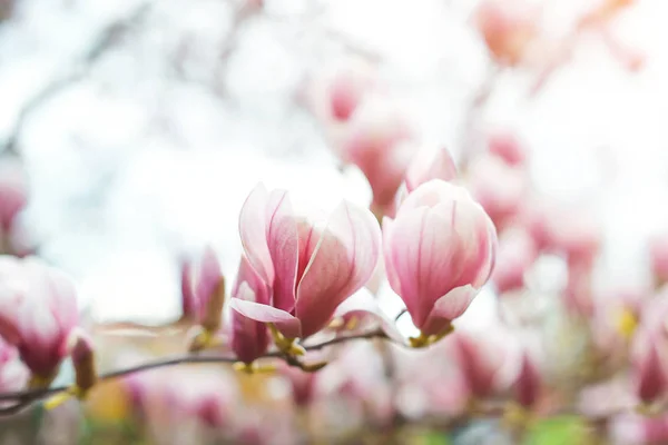 Magnolia flores na primavera, fundo floral — Fotografia de Stock