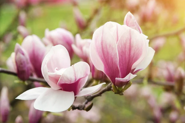 Drzewa magnolii piękna na wiosnę. — Zdjęcie stockowe