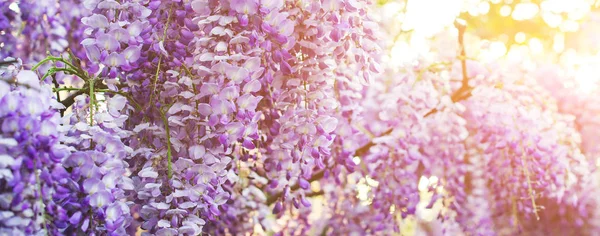 Flores Wisteria florescendo na cor roxa . — Fotografia de Stock