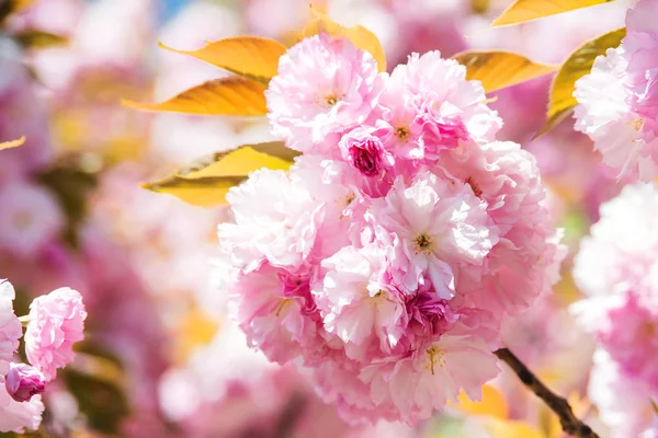 Blommande cherry under våren. — Stockfoto