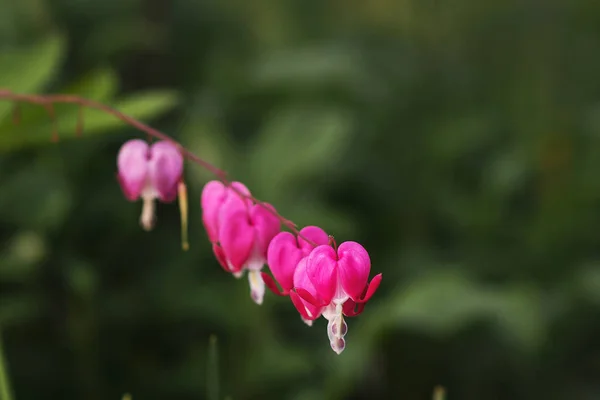 Bellissimo sfondo floreale. Fiore in giardino . — Foto Stock