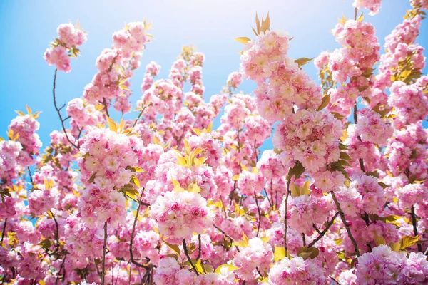 Árvore Sakura florescendo em dia ensolarado em pano de fundo natural . — Fotografia de Stock