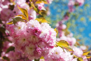 Blooming sakura çiçekler, çiçek tasarımı, anneler günü.
