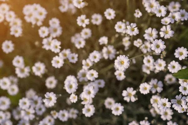 Białe kwiaty dzikiego na tle natura niewyraźne. — Zdjęcie stockowe
